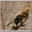 Osmia bicornis - Rote Mauerbiene 16.jpg